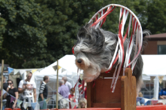 Dog_Agility_1