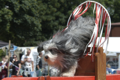 Dog_Agility_2