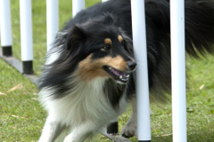 Dog_Agility_3