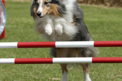 Dog_Agility_4